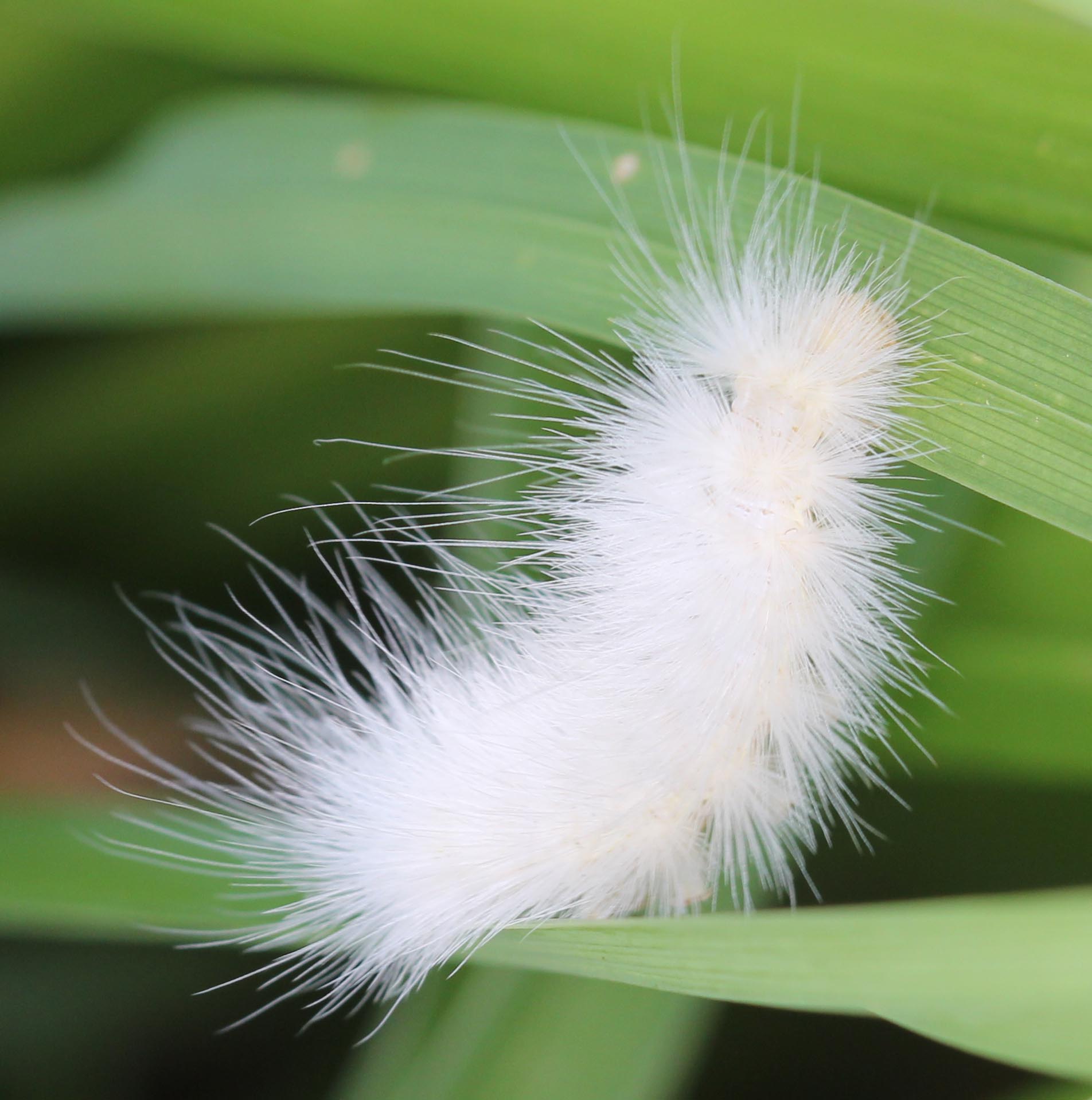 Virginian Tiger Moth Caterpillar